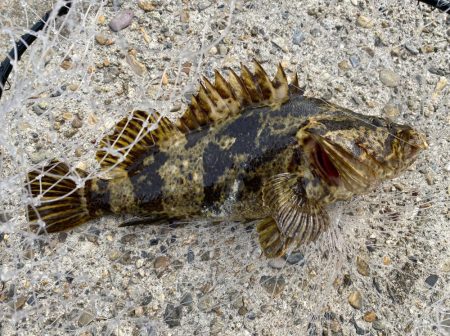 巨大タケノコ出現！